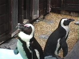 A pair of Jackass Penguins at the Combe Martin Wildlife & Dinosaur Park